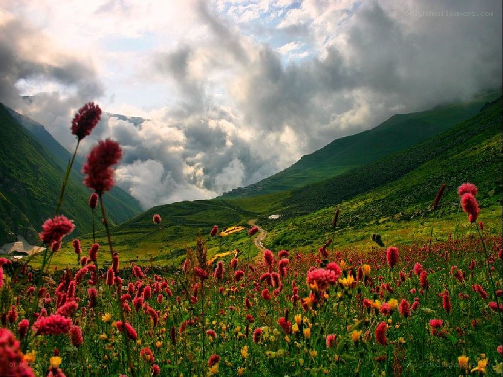Floral valley under cloudy sky