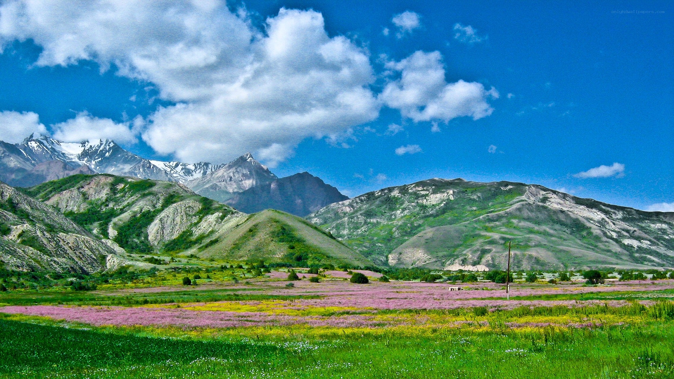 Floral valley with snow-capped mountains