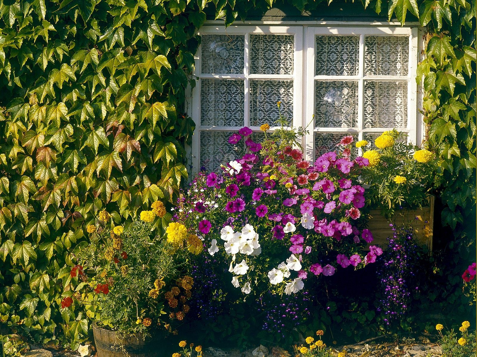 Floral window box garden