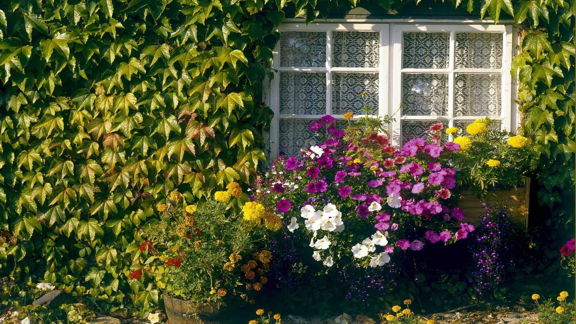 Floral window box garden