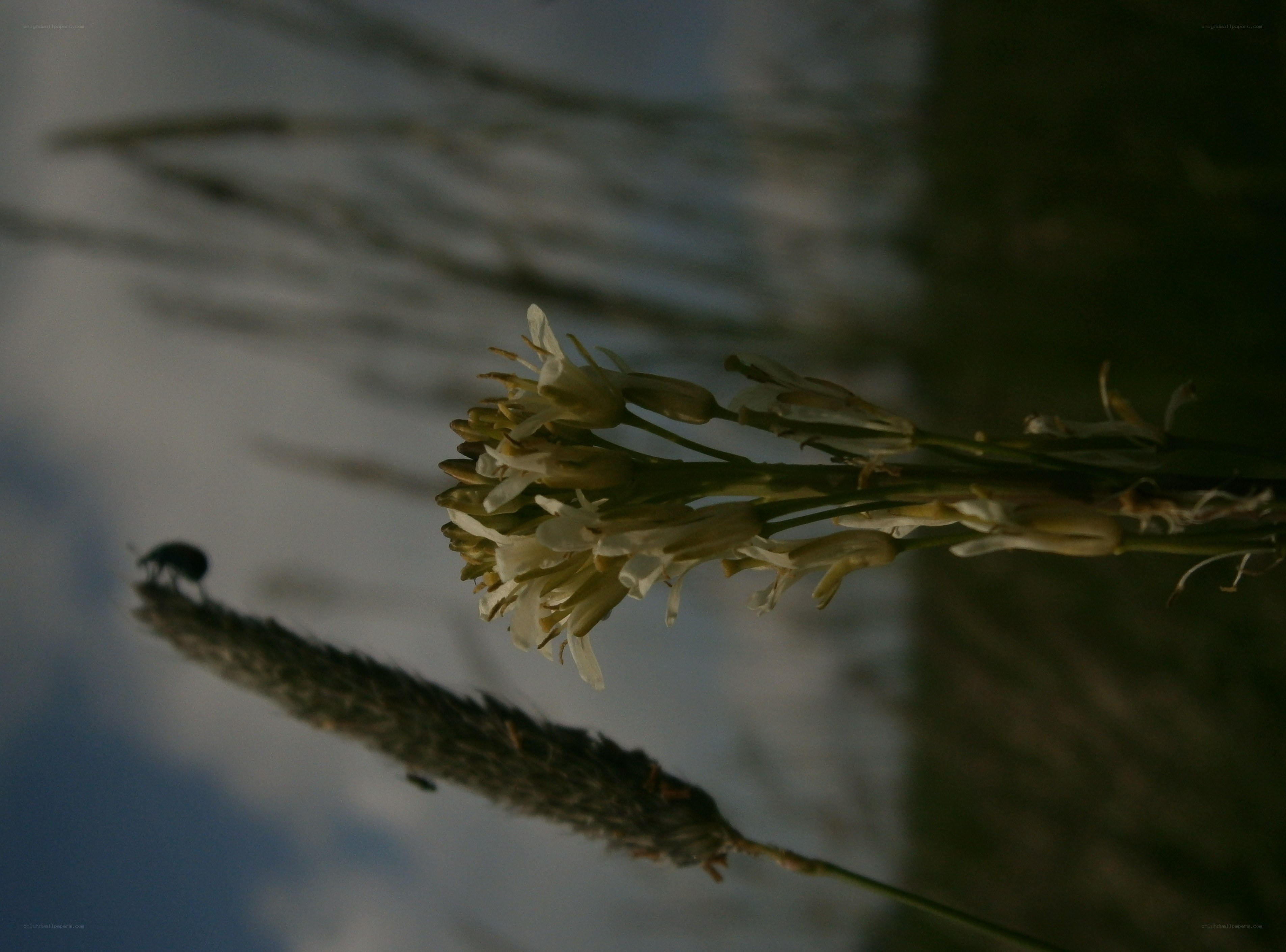 flower and beetle in nature