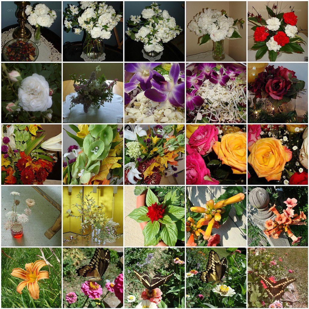 Flower and butterfly collage