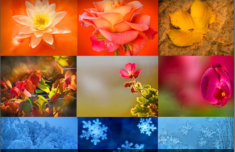 Flower and Leaf Collage
