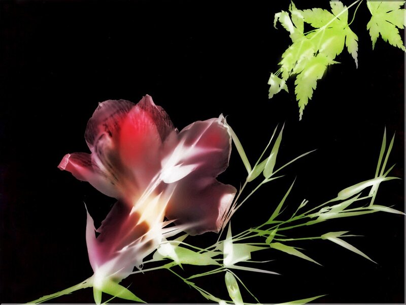 Flower and leaves on black background