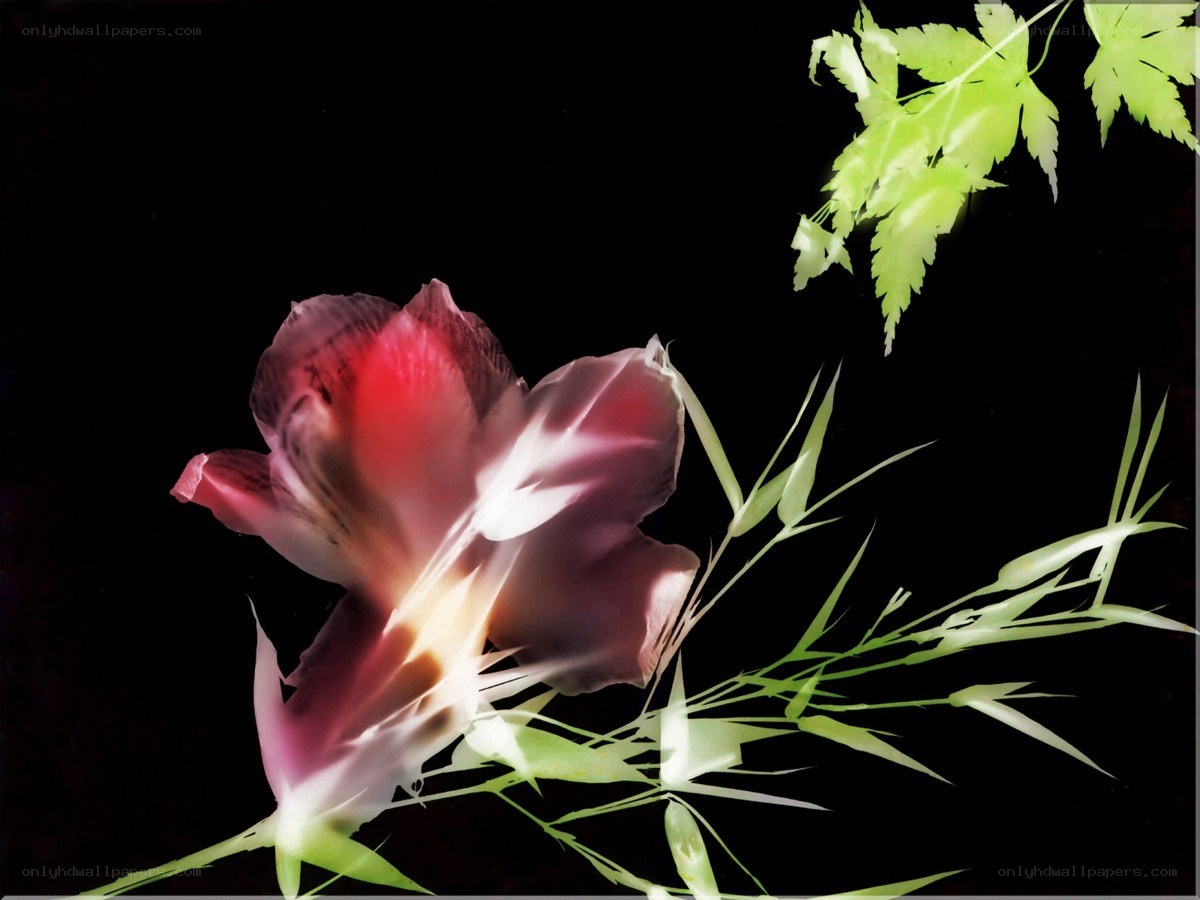 Flower and leaves on black background