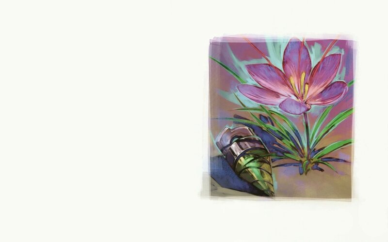 flower and shell illustration