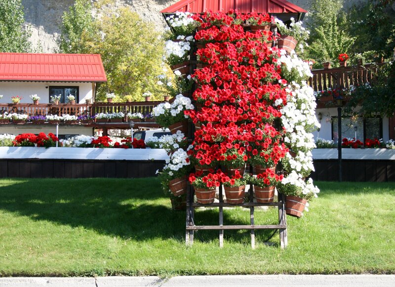 Flower Arrangement Display