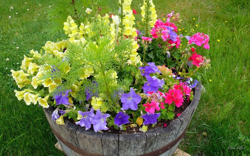 Flower Arrangement in Barrel