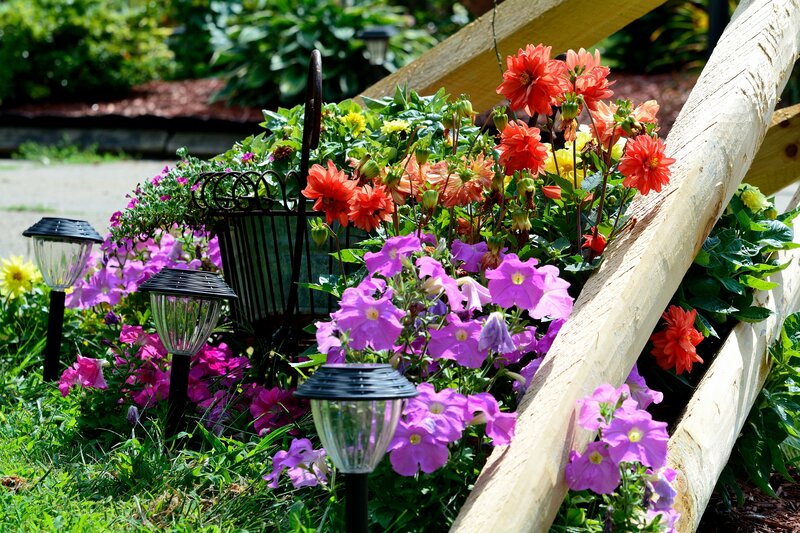 Flower Arrangement in Garden — Purple