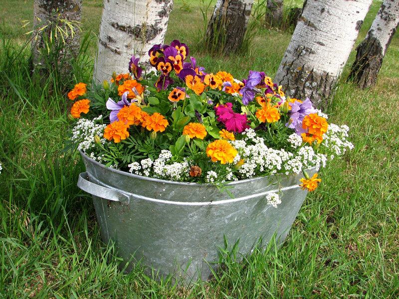Flower Arrangement in Metal Tub