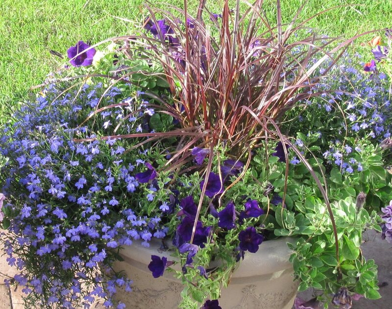Flower Arrangement in Planter — Purple