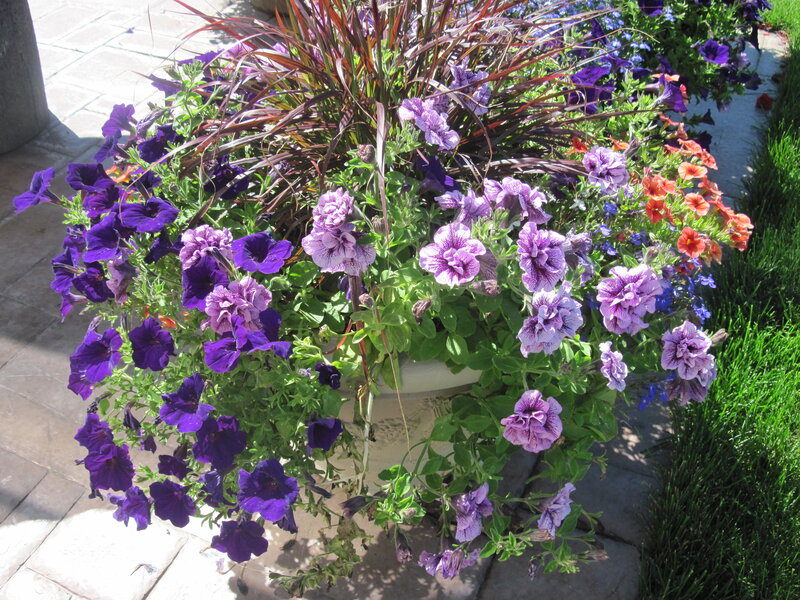 Flower Arrangement in Planter
