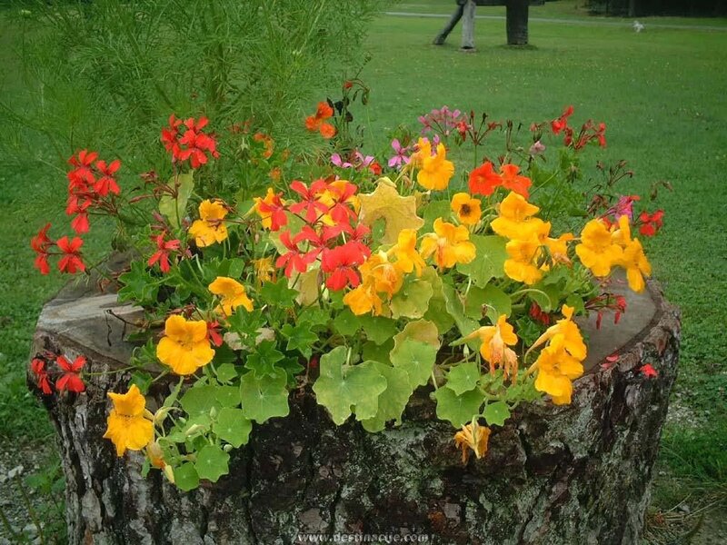Flower Arrangement in Tree Stump