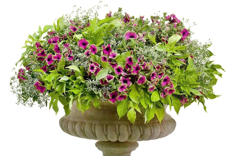 flower arrangement in urn