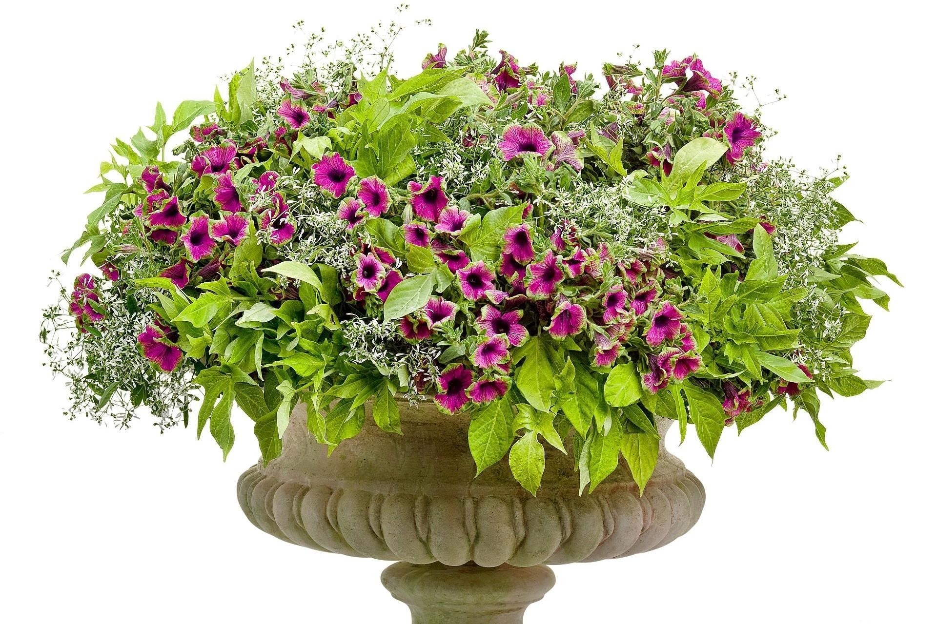 flower arrangement in urn