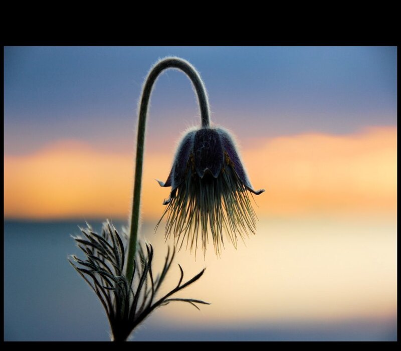 flower at sunset silhouette