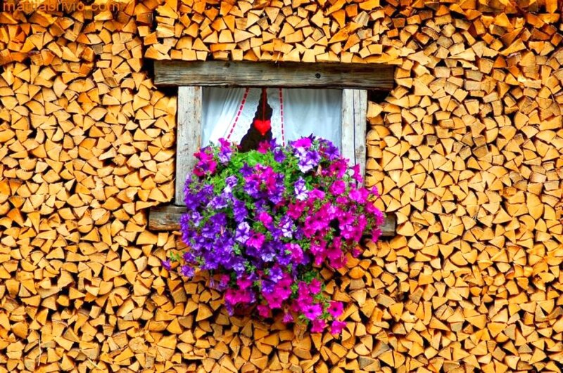 Flower Basket in Window