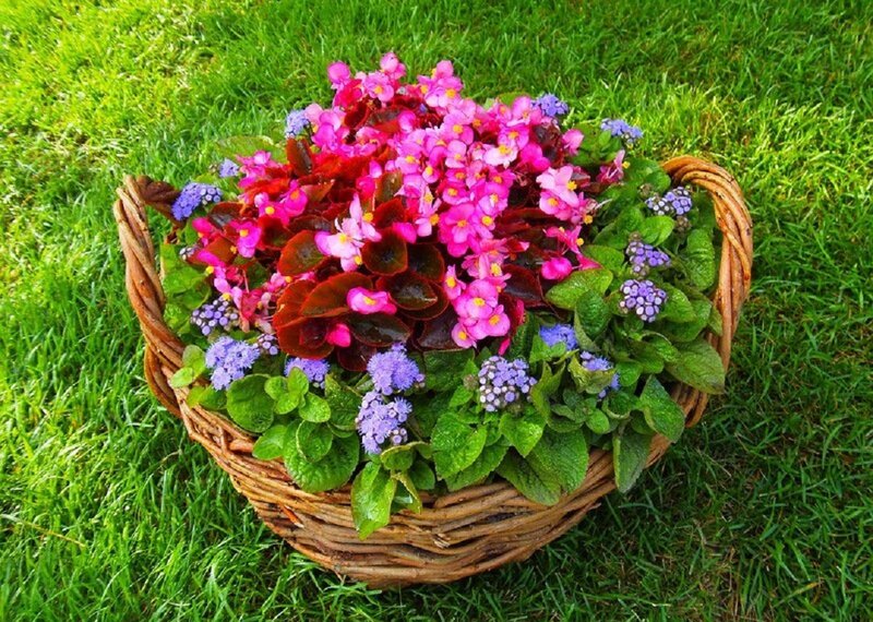Flower Basket on Grass — Green