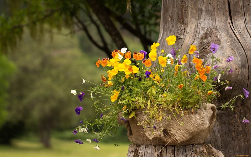 Flower Basket on Tree Stump