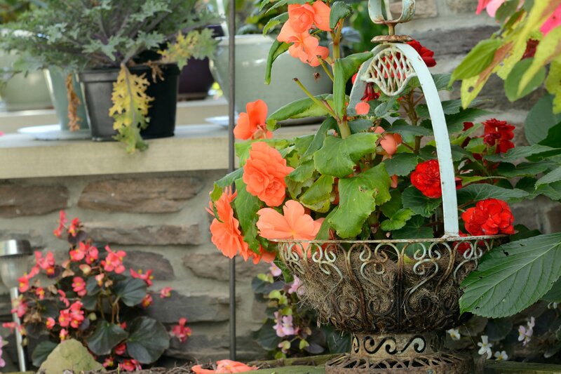 Flower Basket with Begonias