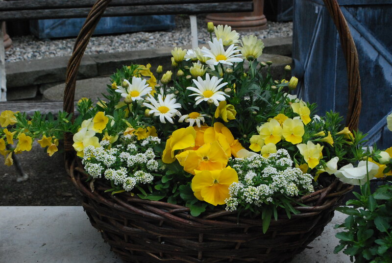 Flower Basket with Daisies — Yellow, Calm