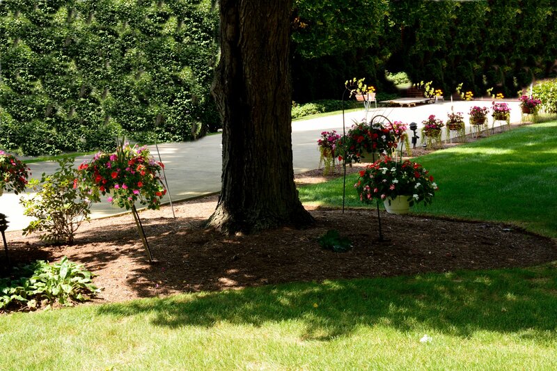 Flower Baskets Near Tree