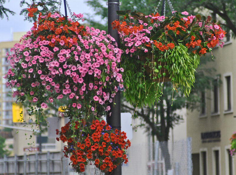 Flower Baskets on Pole