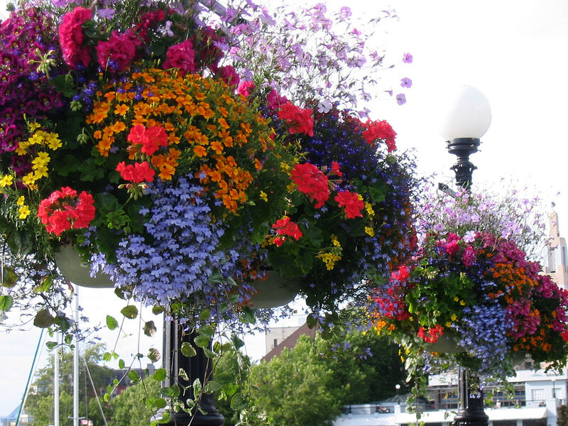 Flower Baskets on Poles