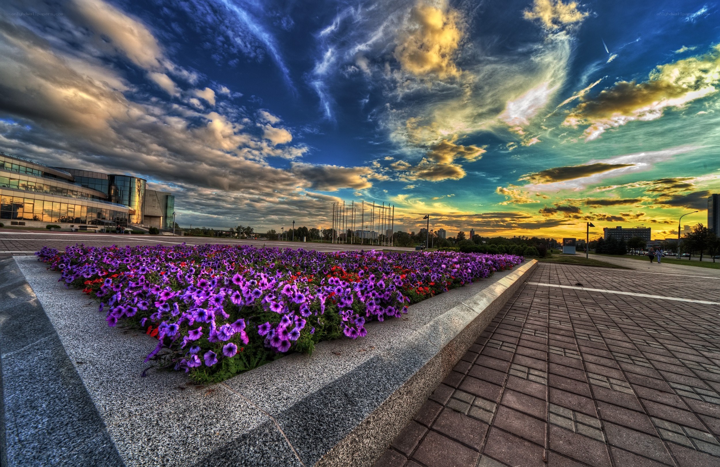 Flower bed at sunset with modern building