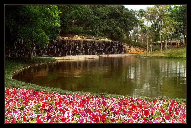Flower Bed by Pond