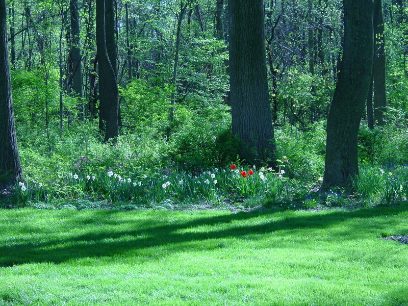 Flower Bed in Forest