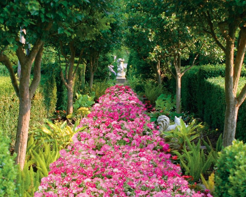 Flower Bed in Garden — Pink