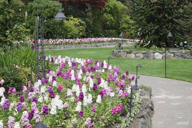 Flower Bed in Garden — Purple