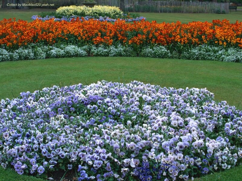 Flower Bed in Garden