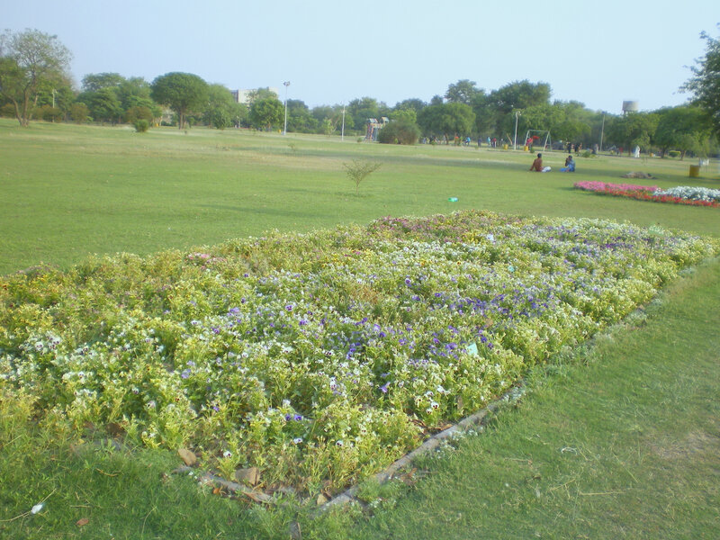 Flower Bed in Park — Green, Calm, Afternoon