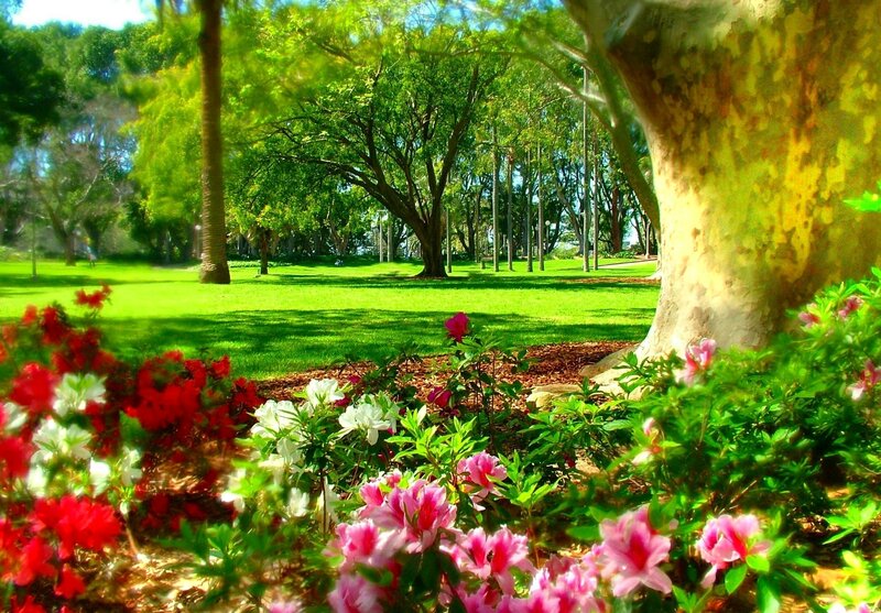 Flower Bed in Park — Green, Serene, Afternoon, Photograph, Trees, Grass