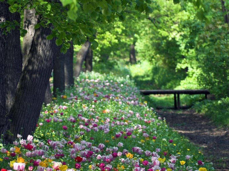 Flower Bed in Park — Green, Serene, Spring