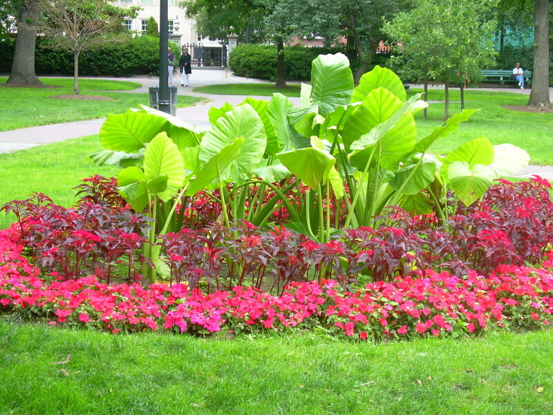 Flower Bed in Park — Green, Serene, Summer