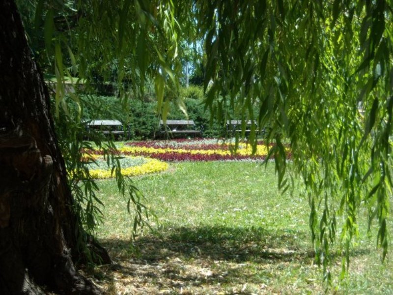 Flower Bed in Park — Green, Serene
