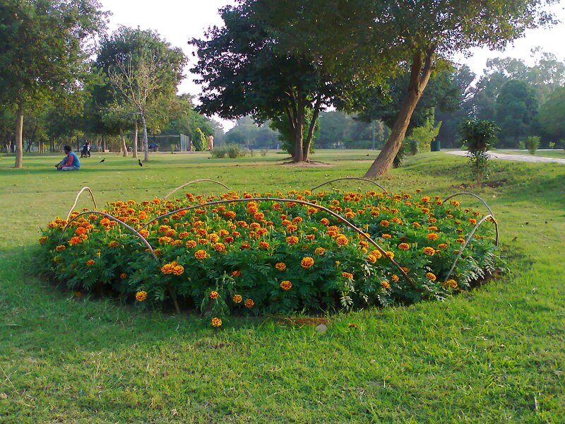 Flower Bed in Park — Green