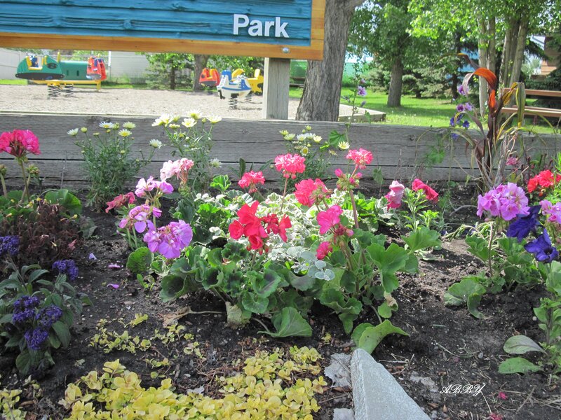 Flower Bed in Park — Pink, Calm