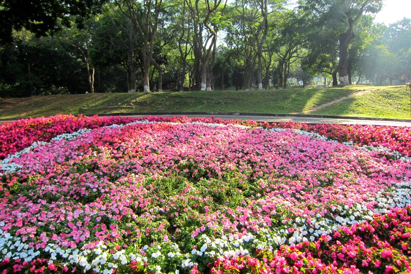 Flower Bed in Park — Pink
