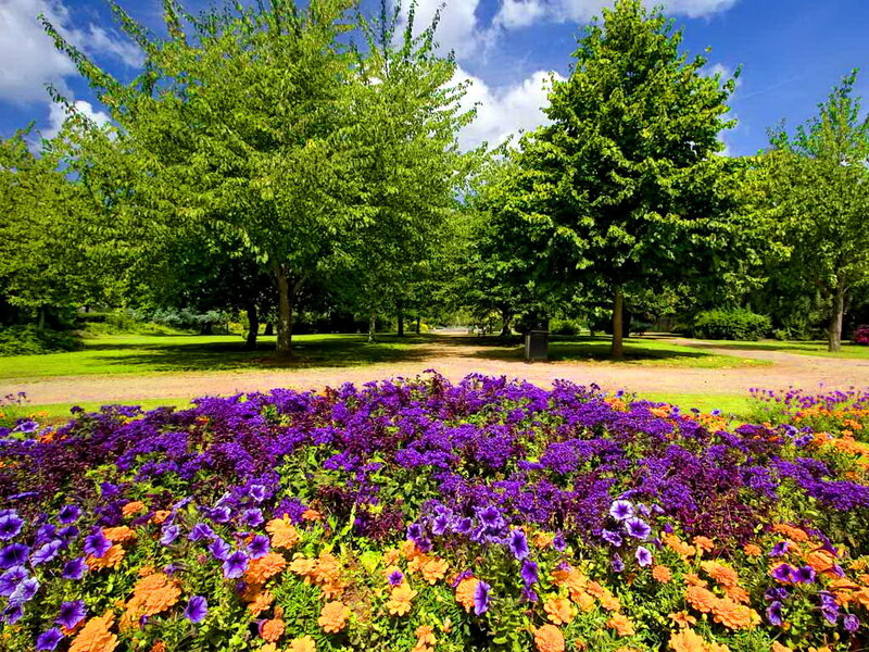 Flower Bed in Park — Purple, Serene, Afternoon