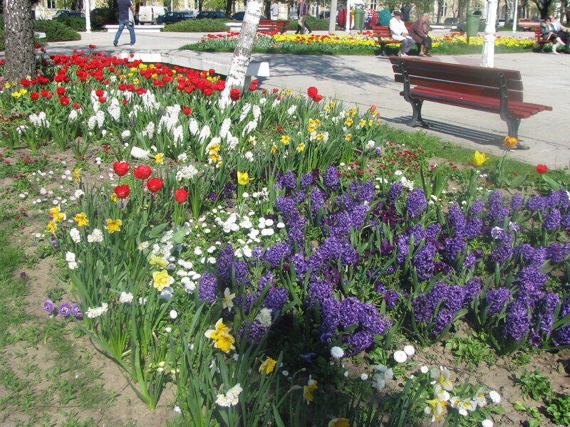 Flower Bed in Park — Purple