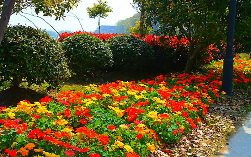 Flower Bed in Park — Red, Serene