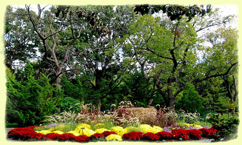 Flower Bed in Park — Red