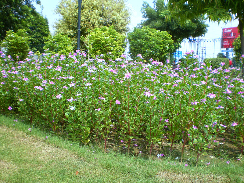 flower bed in park