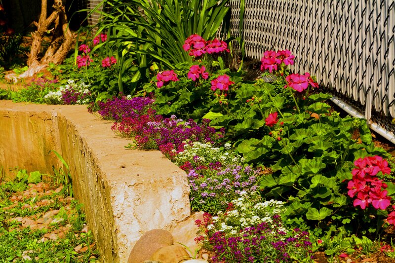 Flower Bed with Geraniums — Pink