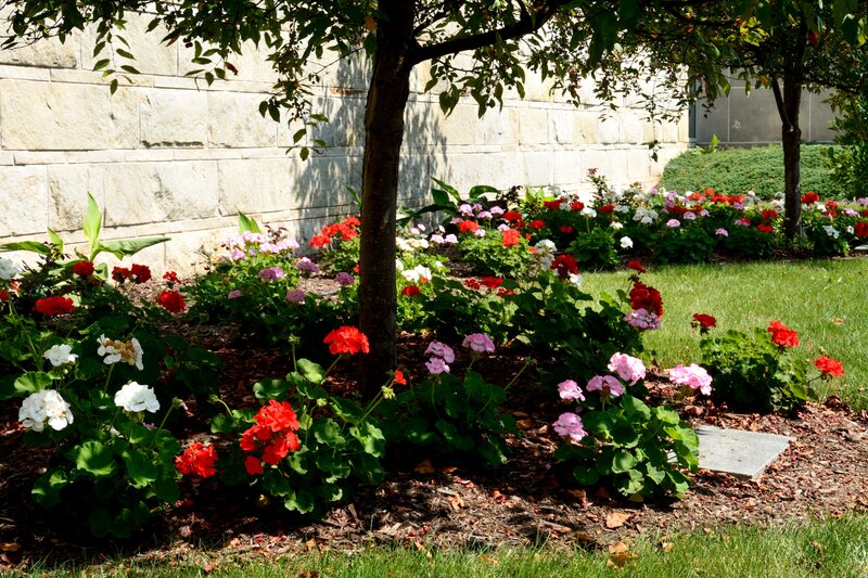 Flower Bed with Geraniums — Red, Serene