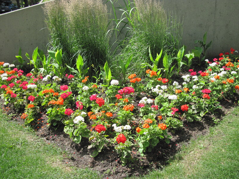 Flower Bed with Geraniums — Red